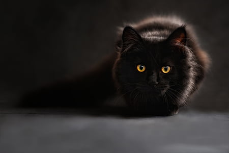 short-fur black cat in closeup photography thumbnail