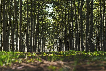 green grass between trees thumbnail