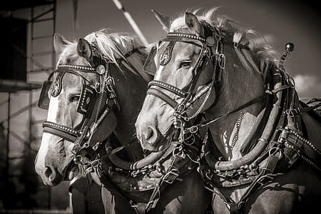 grayscale photos of two horses thumbnail