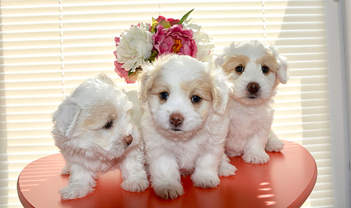 three short-coated white puppies on red stool thumbnail