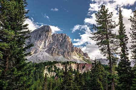 photography of trees and mountain at daytime thumbnail