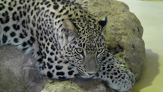 leopard laying on rock thumbnail