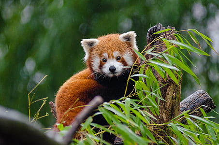 Red Panda Perching on Tree during Daytime thumbnail