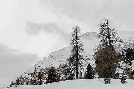 Black Withered Trees Across Snow-capped Mountain thumbnail