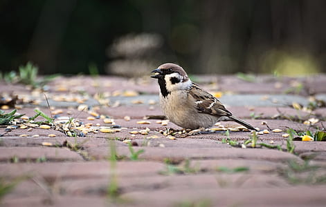 bird on brown flooring thumbnail