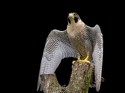 black and white eagle perching on tree branch thumbnail