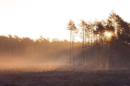 field on a distance of trees golden hour photography thumbnail