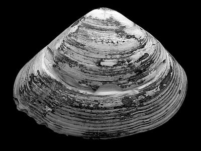 grayscale photo of clam shell thumbnail