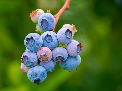 selective photo of blueberry fruits thumbnail