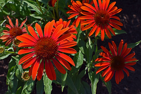 Red-Orange Echinacea, Echinacea thumbnail