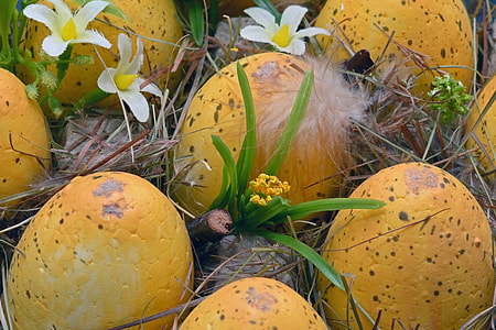 seven yellow eggs on the ground thumbnail