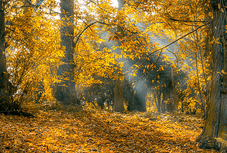 autumn season reflecting sun ray on trees thumbnail