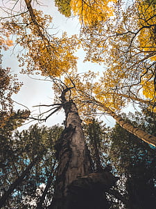 low angle photo of brown leaf trees during daytime thumbnail