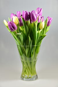 purple and yellow tulips thumbnail