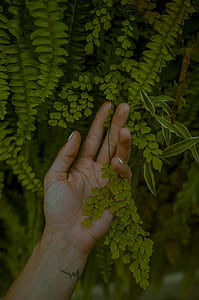 person touching the leaves thumbnail