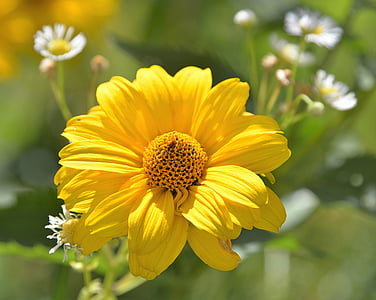 closeup photography of yellow dahlia flower thumbnail