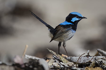 focus photography of superb wren thumbnail