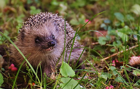 hedgehog on green grass thumbnail