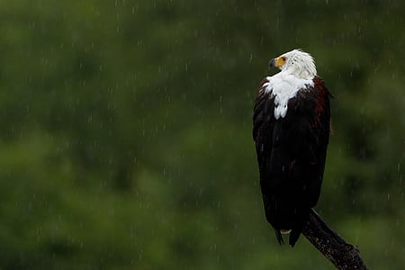 African fish eagle perching on brown branch of tree thumbnail