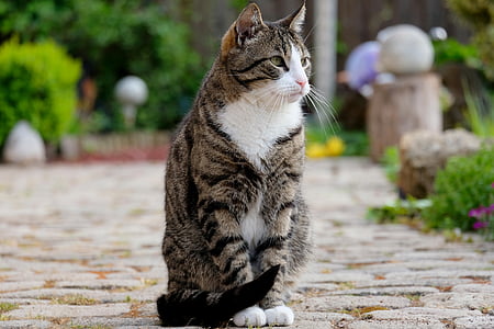 gray and white cat sitting on gray brick pavement near green leaf shrub thumbnail