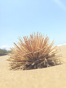 brown sticks selective focus photography thumbnail