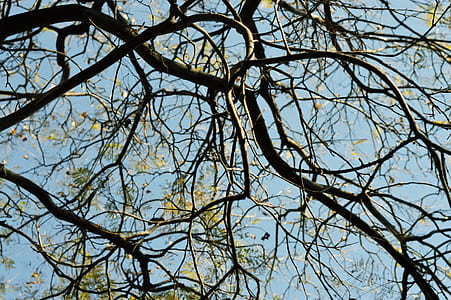 branches, plant, tree, branch thumbnail