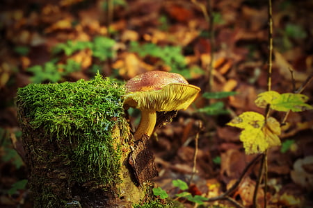 brown and yellow mushroom in closeup photography thumbnail
