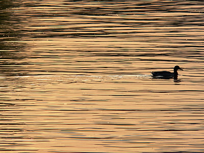 black duck on water silhouette thumbnail