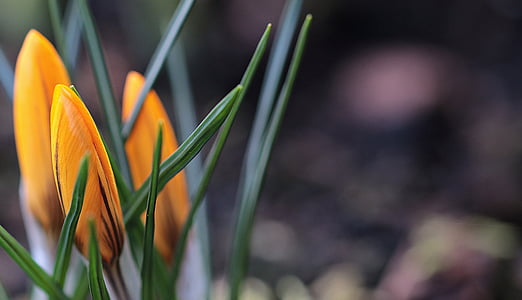 macro photography of orange petaled flower with green leaves thumbnail