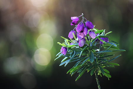 shallow focus photography of purple flowers thumbnail
