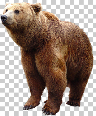Brown bear, bear , brown bear PNG clipart