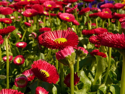 red petaled flower field thumbnail