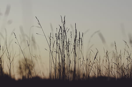 silhouette photo of grass under gray sky thumbnail