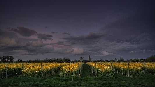 yellow flower field thumbnail