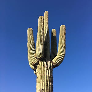 photo of cactus plant thumbnail
