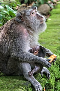 monkey holding food thumbnail