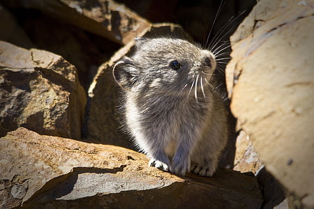 closeup photography of gray animal standing brown stone thumbnail