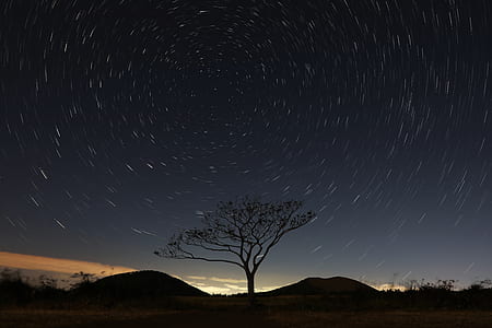silhouette photo of tree under stars at nighttime thumbnail