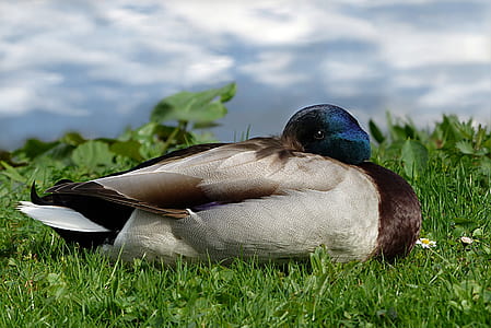 mallard duck on green grass at daytime thumbnail