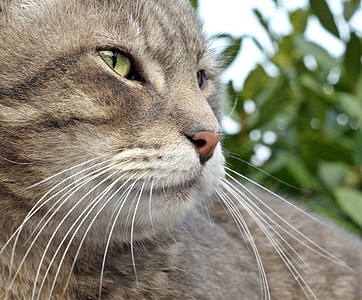 close-up photography gray cat during daytime thumbnail