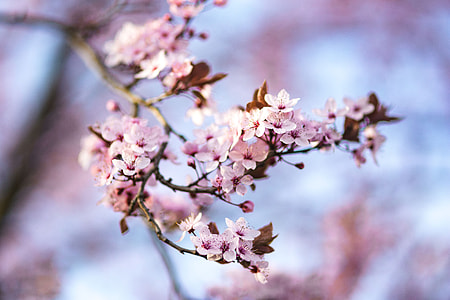 Pink spring flowers thumbnail