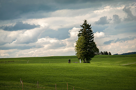 lone pine tree thumbnail