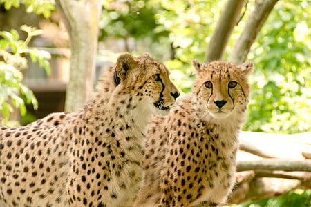 two cheetahs photography thumbnail