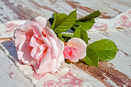 pink rose on brown wooden board thumbnail