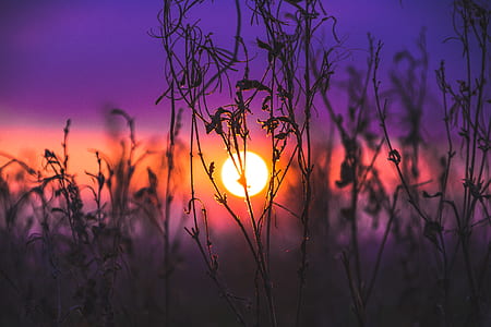 green plant during golden hour thumbnail