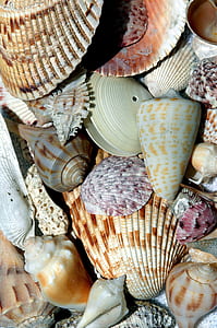 assorted seashell lot thumbnail