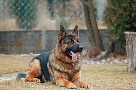 animal, dog, pet, cute thumbnail