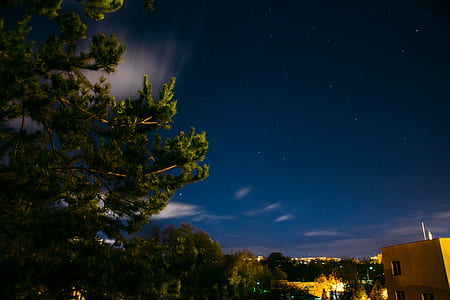photo of green leaves tree near building during night time thumbnail