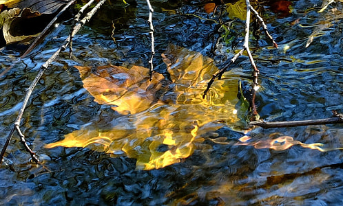 leaf in body of water thumbnail