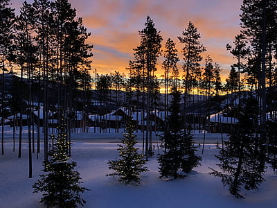 landscape photography of palm trees on snow thumbnail